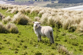 Mouton, Otago Peninsula