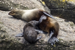 Otaries, Tauranga Bay