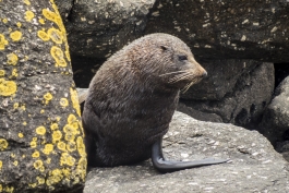 Otarie, Tauranga Bay