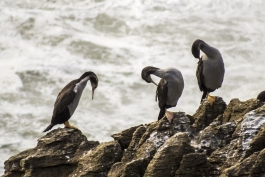 Cormorans, Punakaiki