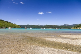 Plage bordant Port Underwood