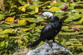 Cormoran, Rotorua