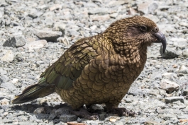 Kea, Milford Sound