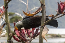 Tui, Milford Sound