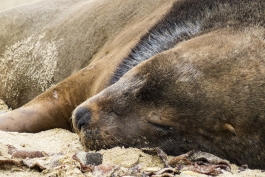 Lion de mer, Waipapa Point, The Catlins