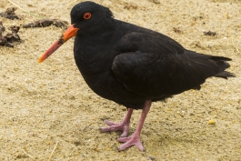 Variable Oystercatcher (Huîtrier variable), The Catlins