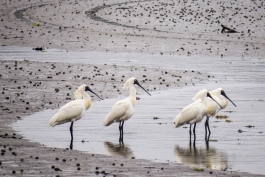 Royal spoonbills (spatules royales), Waikawa, The Catlins