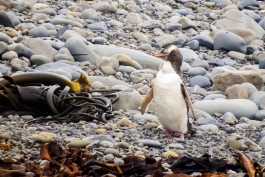 Yellow-eyed penguin (manchot antipode)