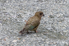 Kea, Homer Tunnel