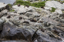 Colonie d'otaries, Milford Sound