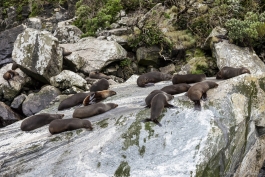 Colonie d'otaries, Milford Sound