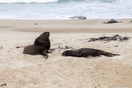 Lions de mer, Waipapa Point, The Catlins