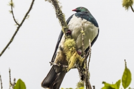 Kereru, Carpophage de Nouvelle-Zélande. Tongariro