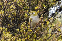 Silvereye, Zostérops à dos gris, Tongariro
