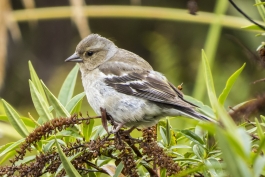 Grey warbler (Gérygone de Nouvelle-Zélande), Tongariro