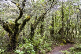 Forêt, Tongariro National Park
