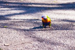 Un des nombreux perroquets des parcs d'Adélaïde