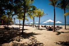 Cocotier-sanur