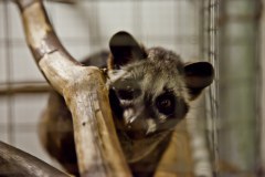 Asian-palm-civet