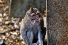 singes