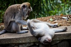 singes2