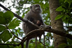 singes3