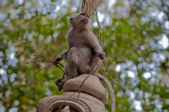 singes4