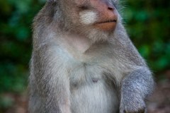 singes5