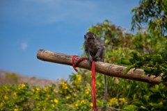 singe-uluwatu