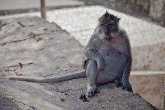 singe-uluwatu2