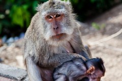 singe-uluwatu3