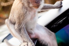 singe-uluwatu5