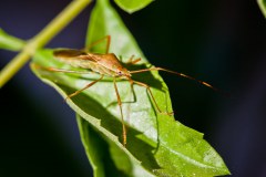 Insecte