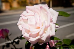 Rose, Angaston