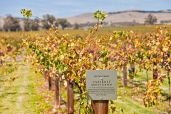 Cabernet-Sauvignon, domaine de Jacob's Creek