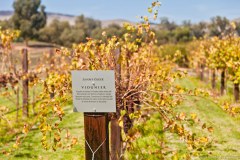 Viognier, Jacob's Creek