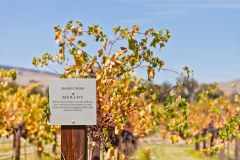 Merlot, Jacob's Creek