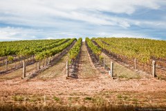 Vignes de la Barossa Valley