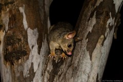 Un possum dans un arbre près de la rivière !