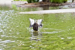 Canard dans le Botanic Garden