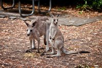 Kangourous