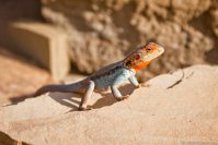 Lézard