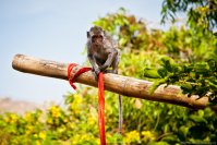 Petit singe espiègle au temple d\'Ulu Watu, Bali