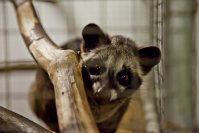 Asian-palm-civet 