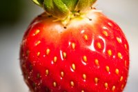 Fraise