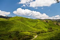 Plantation-boh-tea-cameron-highlands