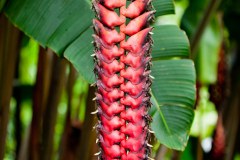 Jardin botanique de Cairns