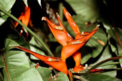 Oiseau du paradis