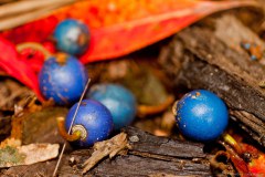 Cassowary plum, jardin botanique