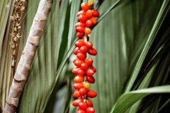 Grappe de fruits rouges